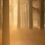 Lost in the woods - Herfst in het Nationaal Park Dwingelderveld