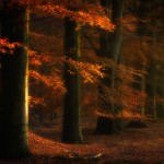 Autumn Glow - Gasselte, The Netherlands
