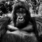 Black And White Animal Portraits_0