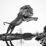 Black And White Animal Portraits_1