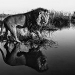 Black And White Animal Portraits_10