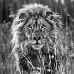 Black And White Animal Portraits_13