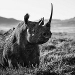 Black And White Animal Portraits_14