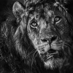 Black And White Animal Portraits_15