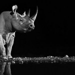 Black And White Animal Portraits_3