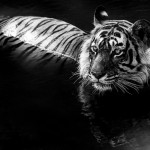 Black And White Animal Portraits_6