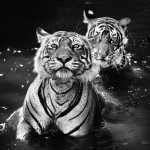 Black And White Animal Portraits_7