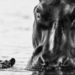 Black And White Animal Portraits_9