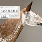 Composition of Mammal’s Posters5