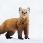 Curiously Cute Pine Martens_0