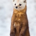 Curiously Cute Pine Martens_1