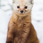 Curiously Cute Pine Martens_2
