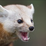Curiously Cute Pine Martens_3