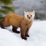 Curiously Cute Pine Martens_4