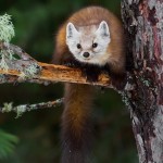 Curiously Cute Pine Martens_5