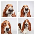 The Dogs Photo Booth_0
