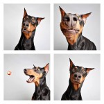 The Dogs Photo Booth_1