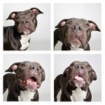The Dogs Photo Booth_11