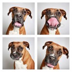 The Dogs Photo Booth_3