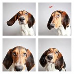 The Dogs Photo Booth_6