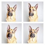 The Dogs Photo Booth_9