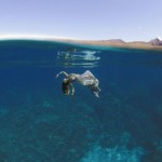 The Underwater Wedding Portraits_2