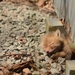 babyfoxes1