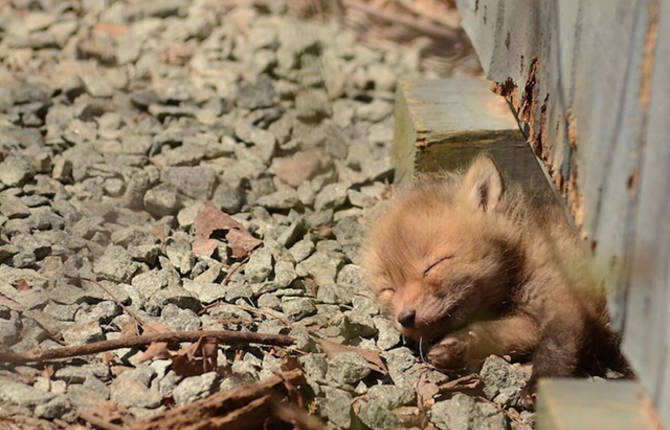 Finding Adorable Baby Foxes