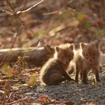 babyfoxes2