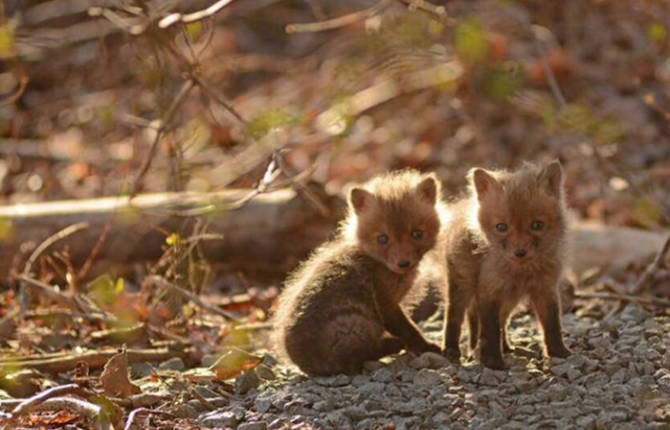 Finding Adorable Baby Foxes