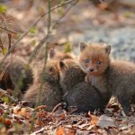 babyfoxes4