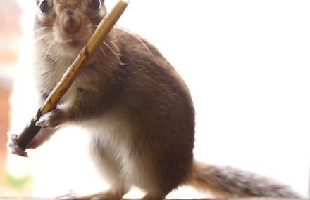 Amazing squirrel singing and playing Mozart with a Mikado/Pocky !!!