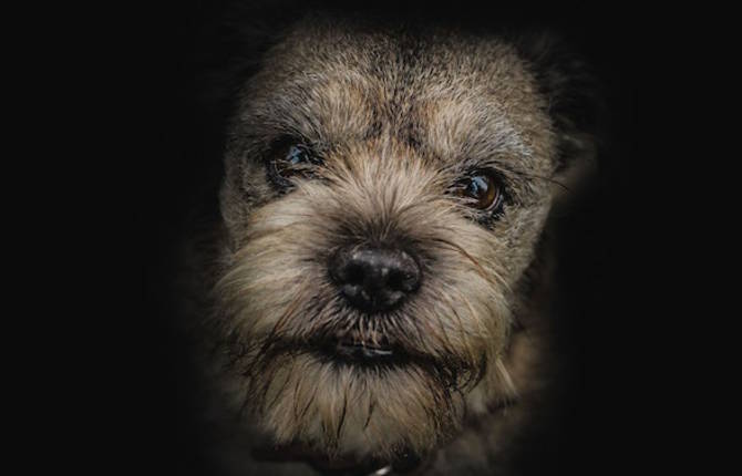 Dog Portraits by Dragos Birtoiu