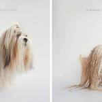 drydogs-3