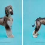 drydogs-4