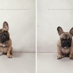 drydogs-6