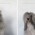 drydogs-7