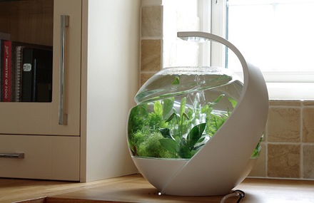Self Cleaning Fish Tank
