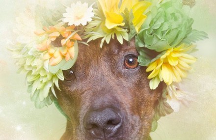 Portraits of Dogs with Garlands