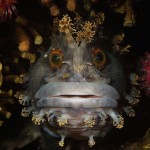 underwaterlife-1 underwaterlife-1