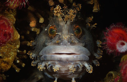 Underwater Life Photography Contest