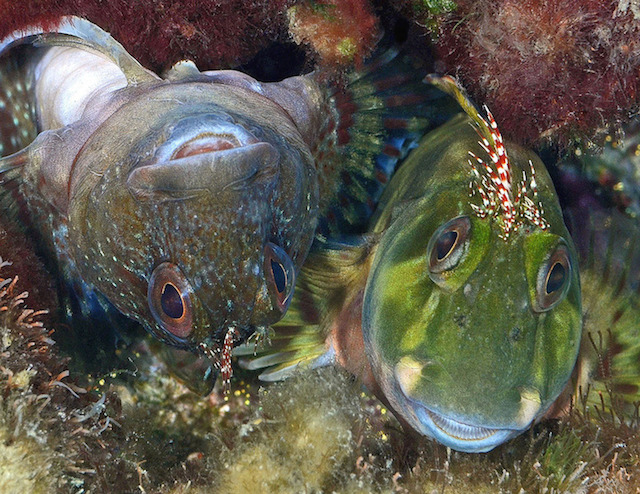 underwaterlife-10
