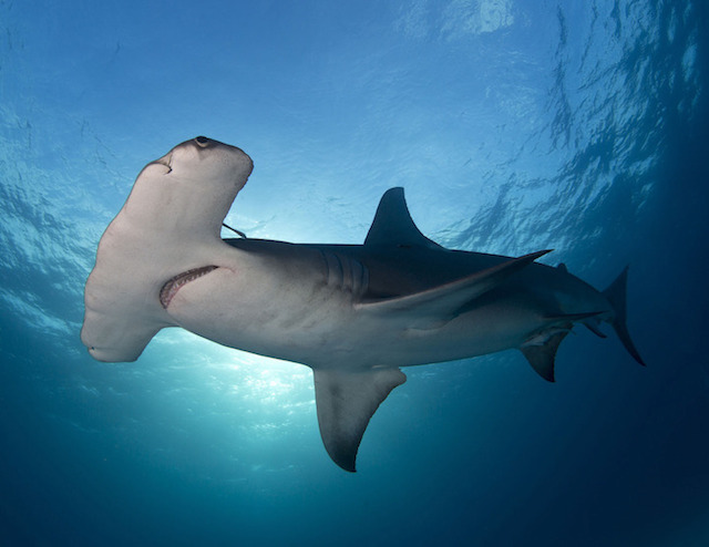 underwaterlife-11