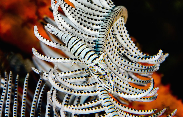 underwaterlife-2