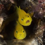 underwaterlife-3 underwaterlife-3