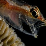 underwaterlife-4 underwaterlife-4
