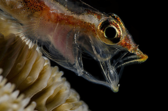 underwaterlife-4