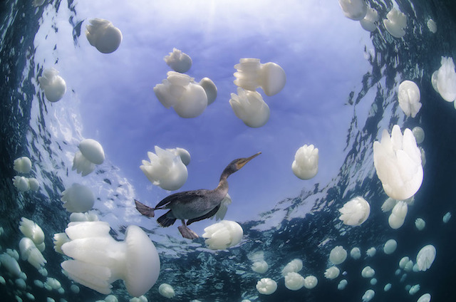 underwaterlife-5