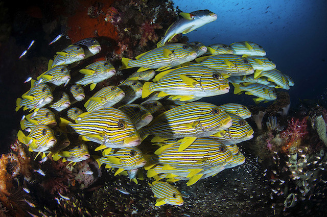 underwaterlife-6