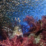 underwaterlife-7 underwaterlife-7